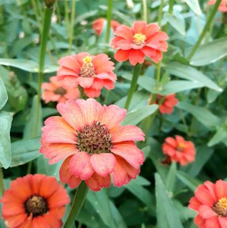 Zinnia "Joyau des Andes"