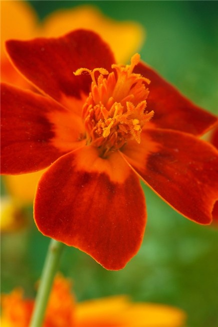 Tagete tenuifolia "Starfire"