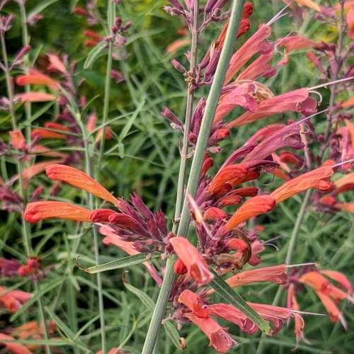 Agastache 'Apache Sunset'