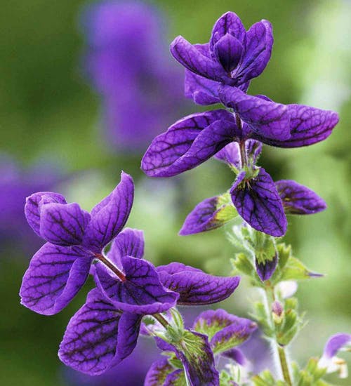 Salvia Viridis "Blue Monday"