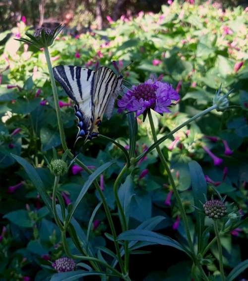 Scabieuse des jardins