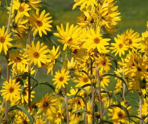 Tournesol vivace "Soleil de Maximilien"