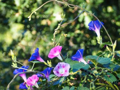 Ipomées en mélange