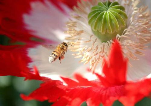 Pavot "Drapeau danois"