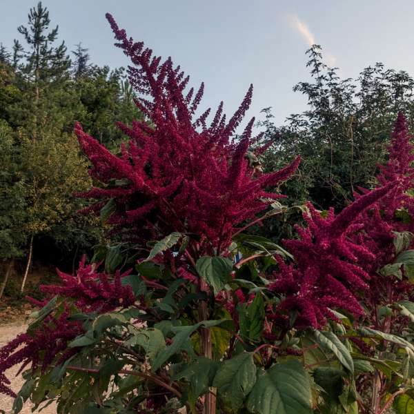 Amarante Géante Rouge