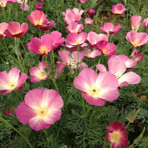 Pavot de californie Violet