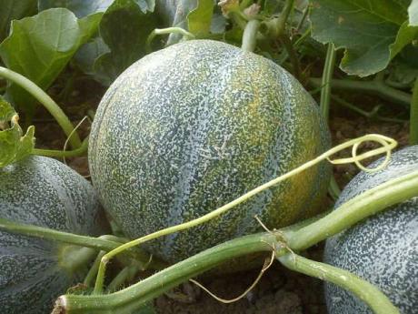 Melon "Petit Gris de Rennes"
