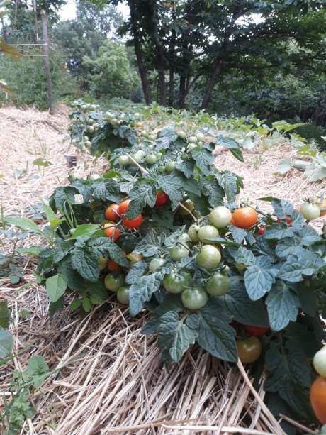 Tomate "Red Robin"