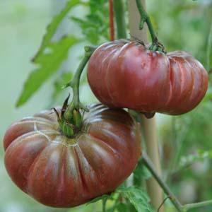 Tomate "Calabash pourpre"