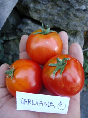 Tomate "Earliana"