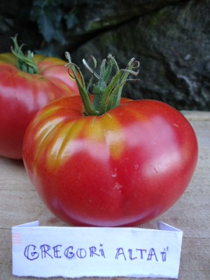 25 graines de Tomate Gregory Altaï