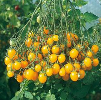 Tomate "Mille Fleurs"