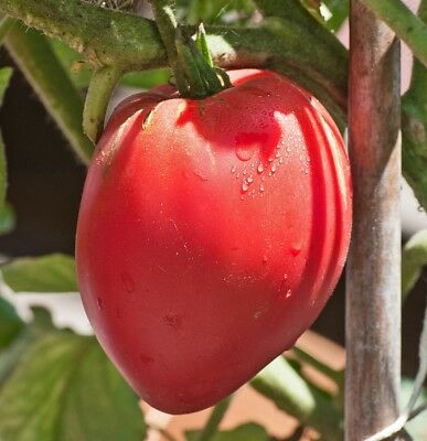 Tomate "Anna Russe"
