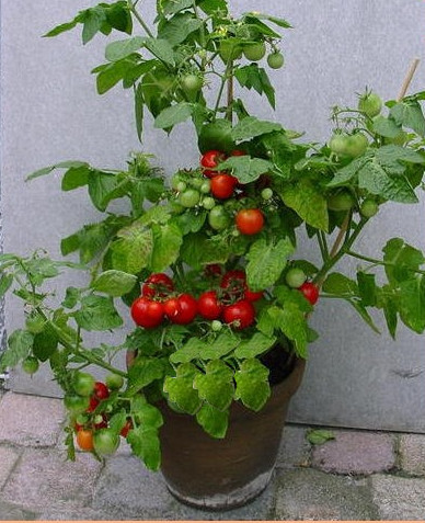25 graines de Tomate Tiny Tim