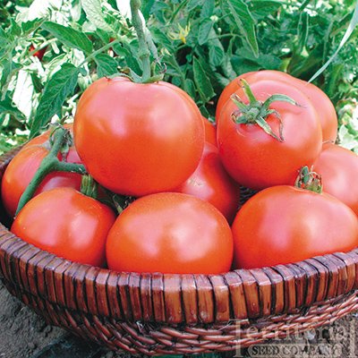 25 graines de Tomate Williamette