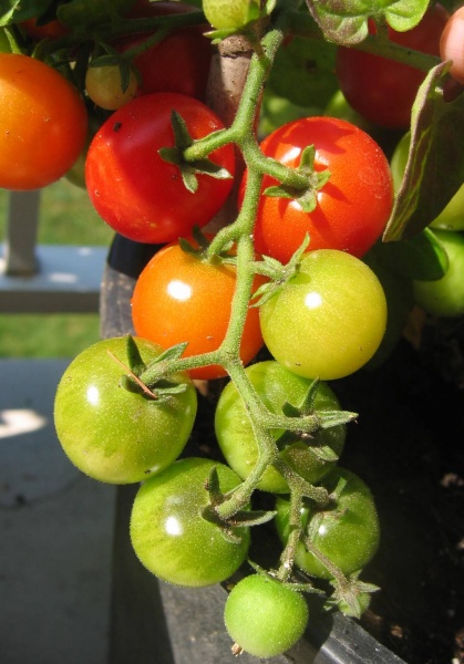 25 graines de Tomate Tiny Tim