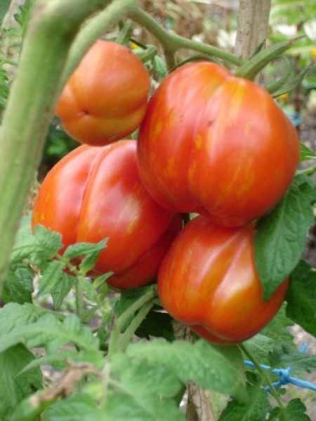 Tomate "Striped cavern"