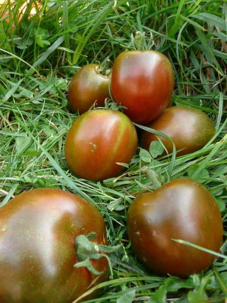 Tomate "Nyagus"