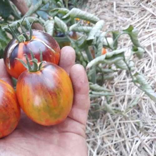 25 graines de Tomate Dark Tiger