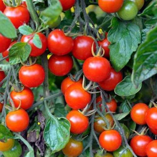 25 graines de Tomate Cerise Sweetie