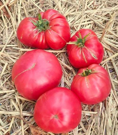 25 graines de Tomate Rose d'Eauze