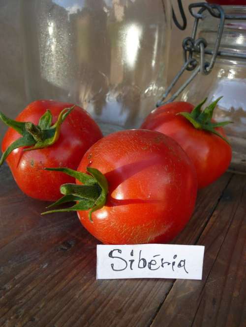 Tomate "Siberia"