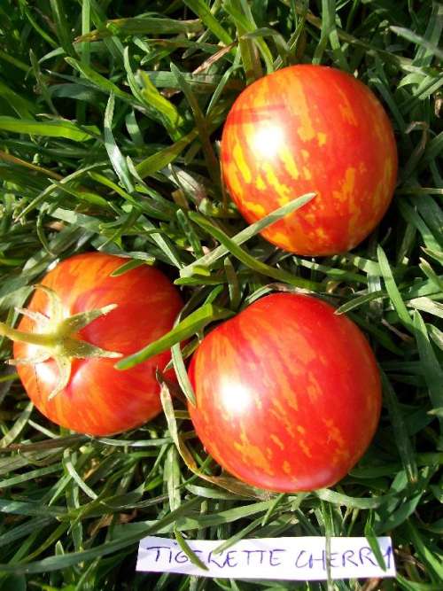 25 graines de Tomate Tigerette Cherry