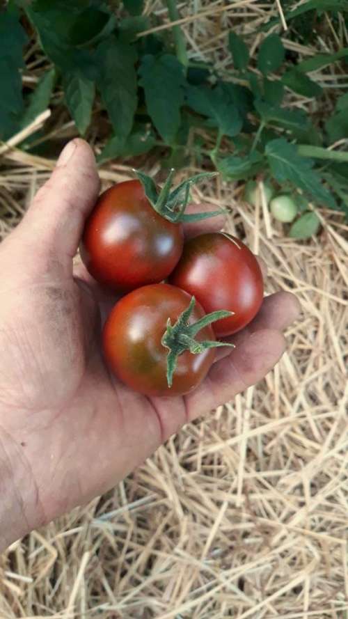 25 graines de Tomate "De Berao Black"