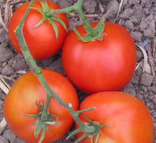 Tomate "Thessalonicki'