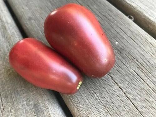 25 graines de Tomate "Purple Russian"