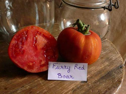 Tomate "Furry red boar"