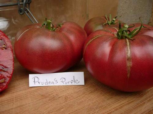 Tomate "Prudens purple"