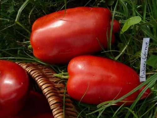 25 graines de Tomate Andine Cornue