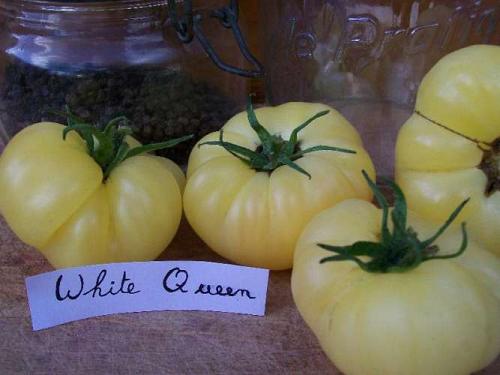 25 graines de Tomate White Queen