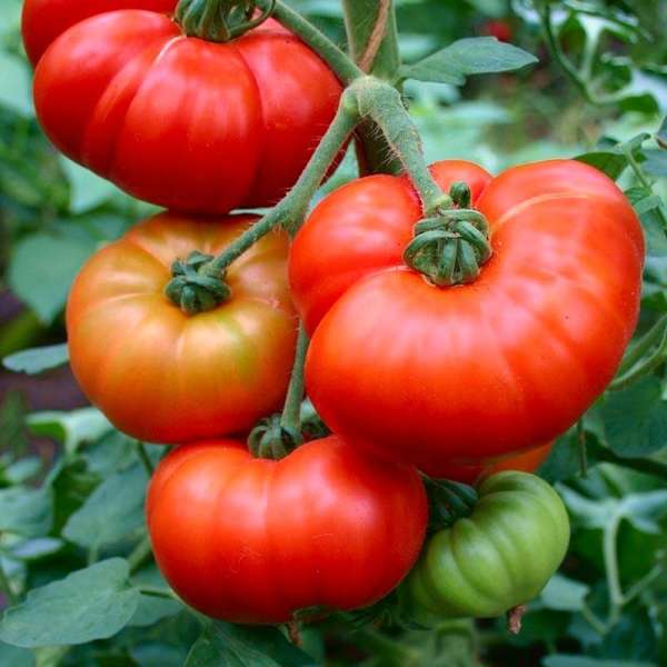 Tomate "Marmande"