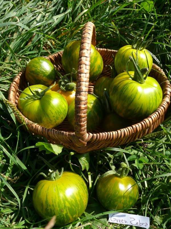 Tomate "Green zebra"