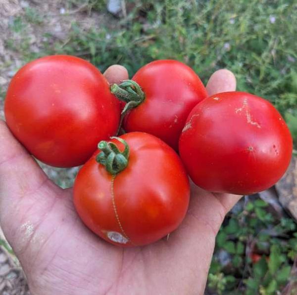 Tomate " Williamette"