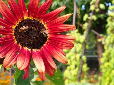 Tournesol à fleurs pourpres