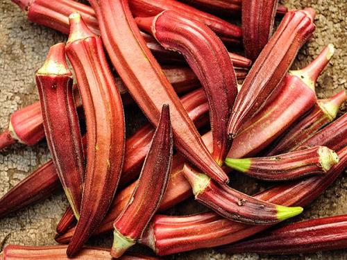 Gombo " Jing Orange"