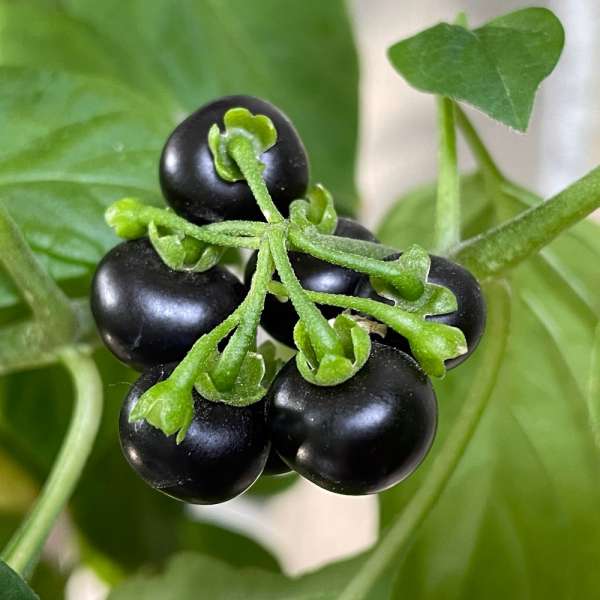 Morelle Chichiquelite