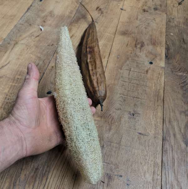 Luffa (souche grands fruits)