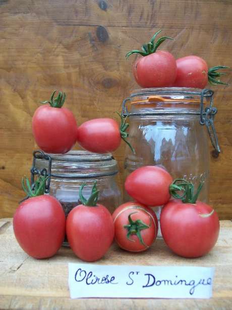 Tomate "Olirose de St Domingue"