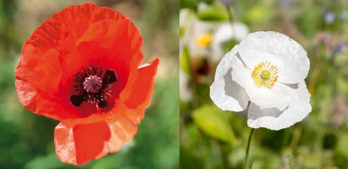 cultivar de coquelicot