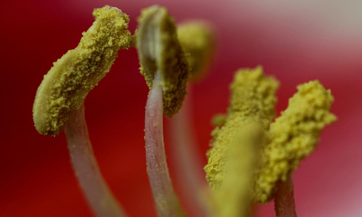 Gros plan sur des étamines remplies de pollen
