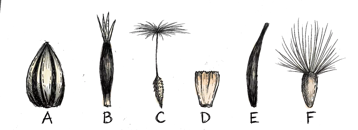 des akenes de differentes fleurs