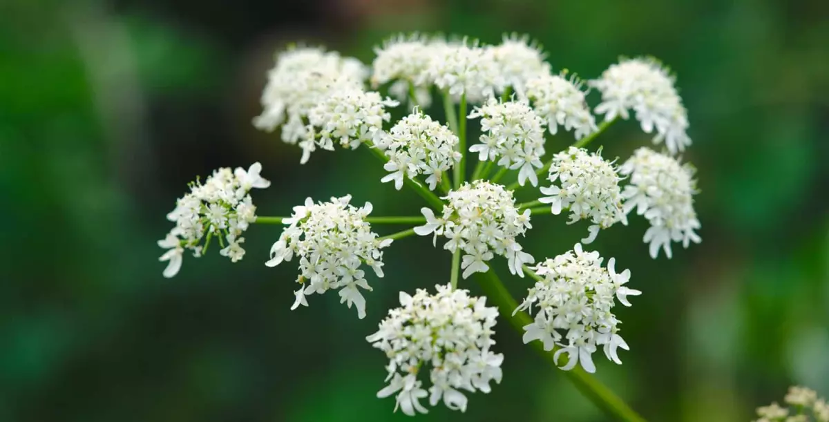 fleur d'Angélique, elles sont blanches et en forme d'ombelle