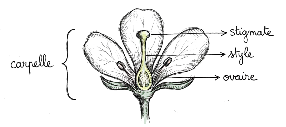 dessin d'explication d'une carpelle, c'est une coupe de fleur