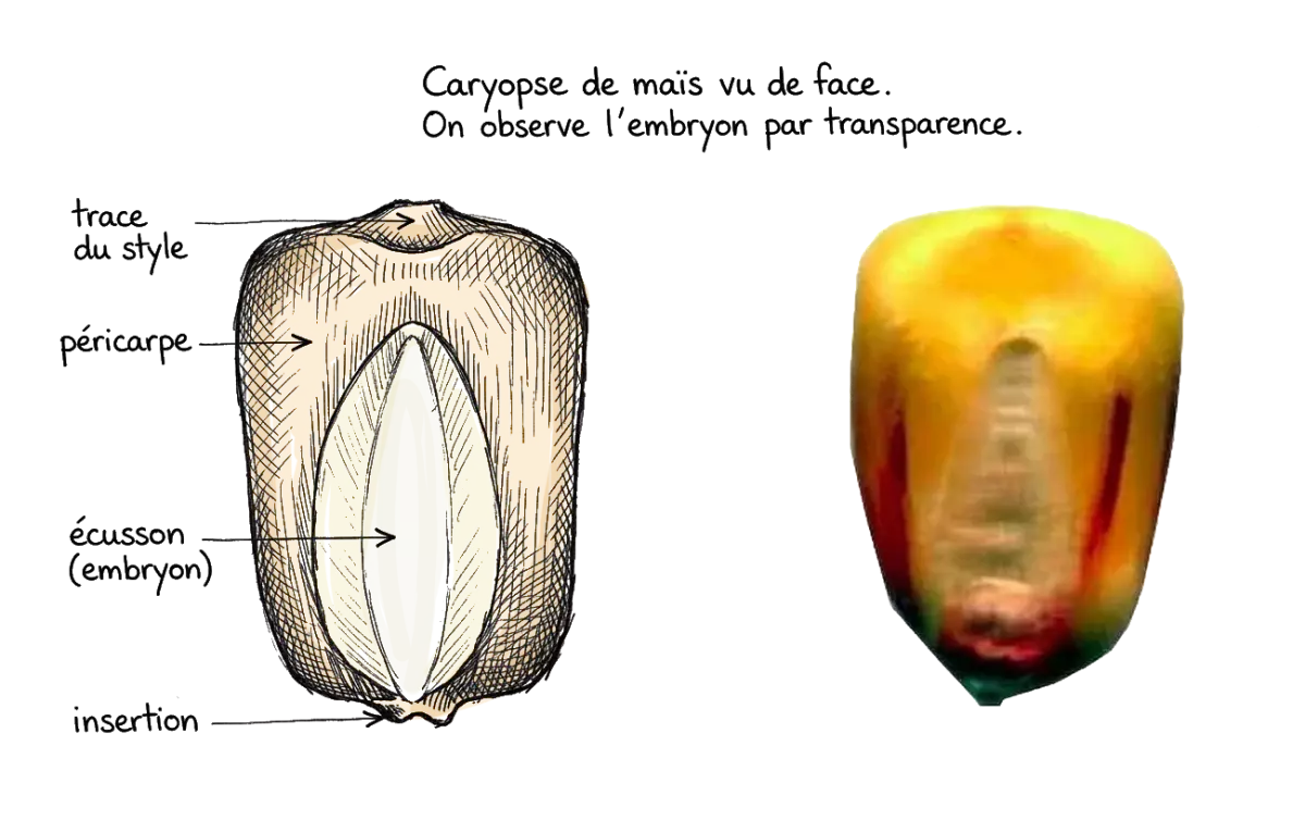 coupe d'un grain de mais