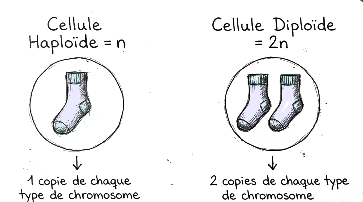 dessin pour expliquer ce qu'est diploique, avec des chaussettes