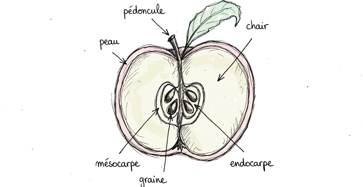 dessin d'une anatomie de pomme, une pomme coupé e en deux on voit les graines!